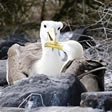 Mindfulness; albatros met jong