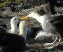 Mindfulness workshop; albatros met jongen