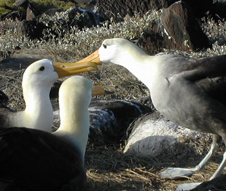 groepsles; Albatros met jongen