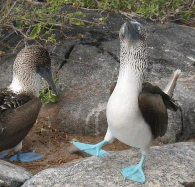 van-frons-naar-glimlach-bluefooted-boobies