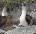 Van frons naar glimlach; blue footed boobies