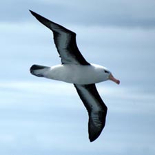 Vrijer bewegen met Feldenkrais; albatros zwevend in de lucht