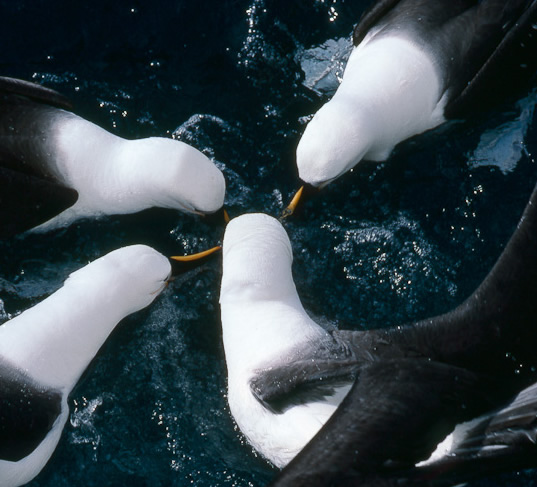 Groep albatrossen in oceaan