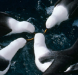 Mindfulness; groep albatrossen in oceaan